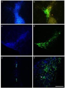 Survival and Distribution of NPs and MSCs