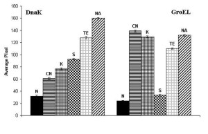 DnaK and GroEL proteins quantification by densitometric scanning of the membranes shown in Fig. 1 (average pixel)